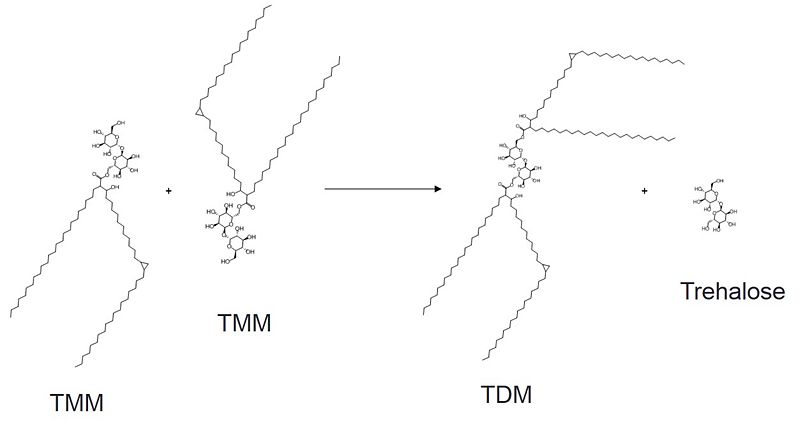 Image:General mechanism.jpg