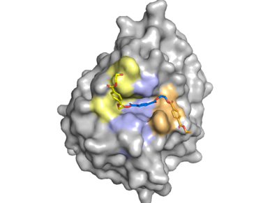 "Figure 1. The coolest image of this protein EVAH!"