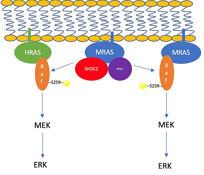 Image:SHOC2-PP1C-MRAS Schematic.JPG