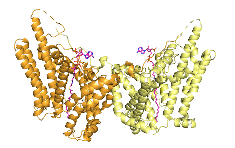 Image:Dgat homodimer 2.png