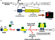 Figure 5: proposed model of how NrdR modulates the expression of nrd genes in bacteria (Torrents, 2014)