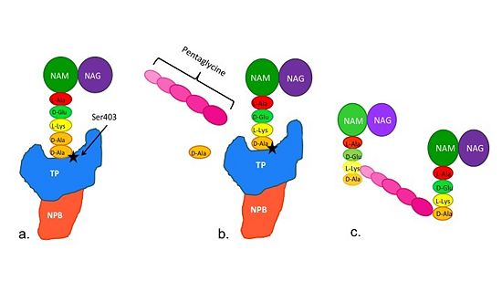 Figure 2. Schematic showing Catalytic Mechanism of PBP2a