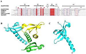 Figure 2:  Figure a) shows the similarity between SUV39H1 and other proteins. Figure b) shows the three tertiary structure that makes up the quaternary structure of the enzyme. Figure c) shows the length of the residue and location