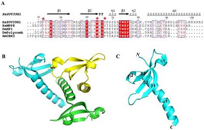 Figure 2 shows the residue and tertiary and Quaternary structure SUV39H1