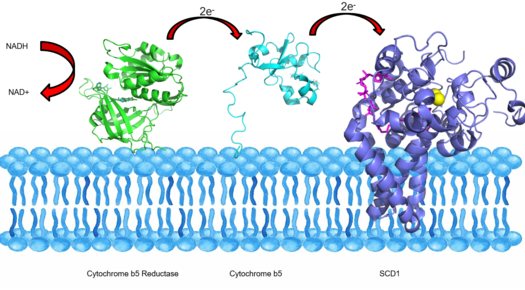 [Figure 2] SCD1 and Electron Transport Chain: Two electrons from NADH (left) are transported to Cytochrome B5 Reductase (Green) then Cytochrome B5 (Blue) and finally to SCD1 (Right) where they can be used in the desaturation reaction. Cytochrome B5 Reductase and Cytochrome B5 are bound to the cytosolic side of the ER membrane whereas SCD1 is embedded within the membrane of the ER.