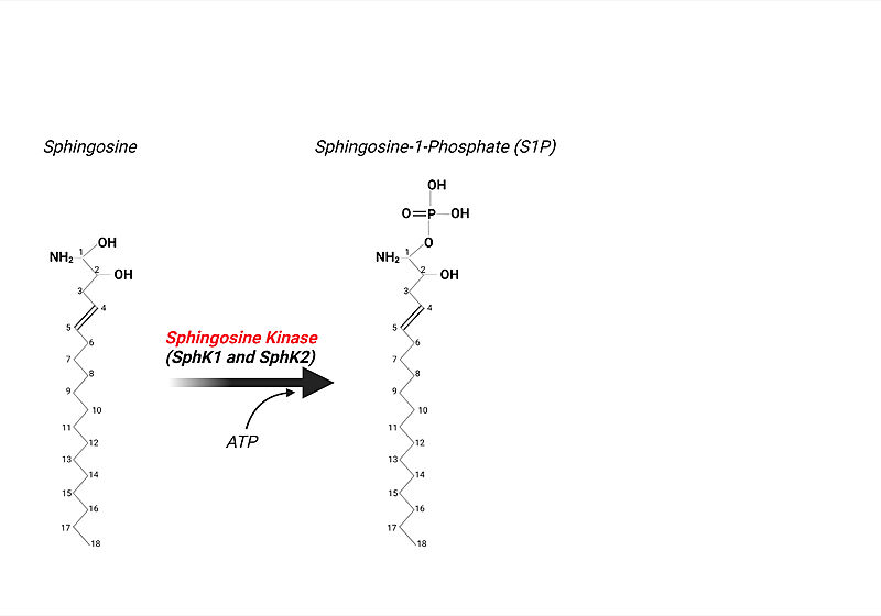 Image:Sphingosine to S1P.jpeg