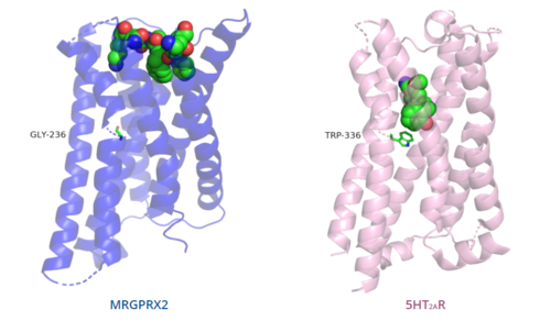 Figure 5. Comparison of the depth of ligand interactions in MRGPRX2 (blue) and 5HT2AR (purple) shown with toggle switch.