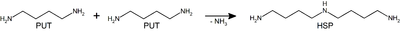 Main reaction catalyzed by HSS. Two putrescine (PUT) molecules are converted into one sym-homospermidine (HSP) molecule.