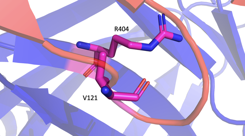 Image:M404 Mutation To R404.png