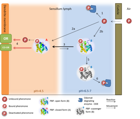 Figure 1. The events prior the neuron excitation, following the "N model" suggested by Kaissling (2009) The pheromone enters the sensillar lymph through a pore in cuticle. The pheromone can then be degraded by the ODE (1) -or- bind to the A and B protein forms (2a and 2b, respectively).  When the complex arrives at the low pH near the membrane, the transition is in favor of the A-form, (3) in which the -c-terminus is forming an alpha helix inside the binding cavity, pushing out the pheromone. The activation of the complex of odorant receptor and coreceptor (OR:Orco), is induced by ether the complex of pheromone-PBP, or by the pheromone alone (5, two options). The B-form can also act as a scavenger, as it mediates the deactivation of the pheromone (6) and releases it to the ODE (6)