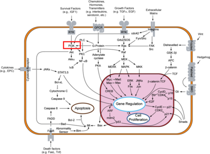 Signal Transduction Pathway. PI3K Highlighted in Red