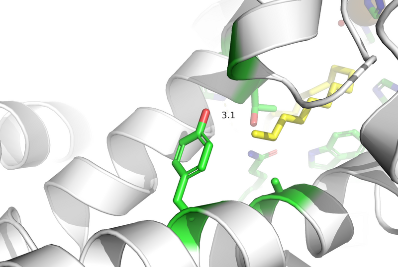 Image:TyrosineCap.png
