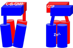 Figure 3: Diagram of DgcZ. DgcZ is shown in its active (left) and inactive (right) conformations. The boxes represent the GGEEF domains of the enzyme, while the cylinders represent the alpha helices of the CZB domain, which contains the Zinc binding sites[3]. Binding Zn+2 inactivates the enzyme. The red vs blue coloring represents the symmetry of the enzyme.