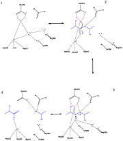 Figure 3 : Enzymatic mechanism of BoNT/A. Steps are numbered (made using ChemDraw Ultra by Xavier Hartmann)