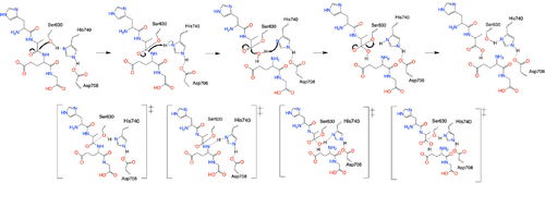 Figure 5. Mechanism of the catalytic triad of DPPIV.