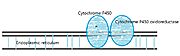 Figure 1. shematic representation of the Cytochrome P450 and Heme ring(iron-protoporphyrin ⅠX)