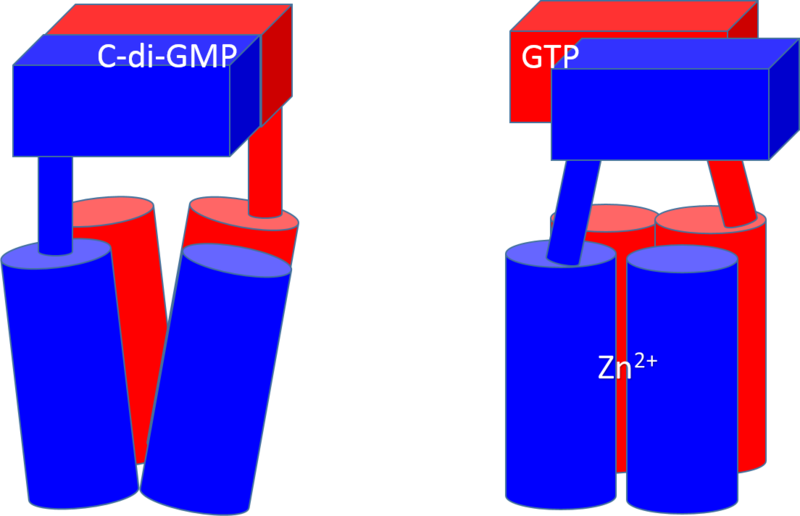 Image:DgcZ Conformation change.png
