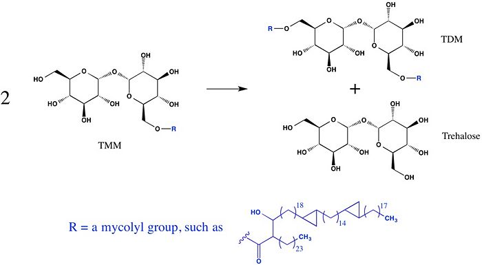 Figure 1: A mycolyl transfer reaction catalyzed by Ag85C