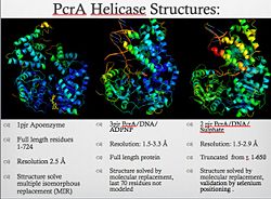PcrA_Structure