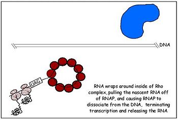 Fig. 2 Rho dissociates transcription elongation complex to complete the final step of rho dependent termination