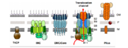 Overview of T4SS structures