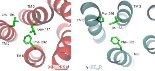 Figure 3. Conserved PIF motif in 5HT2AR (teal) compared to the LLF motif found in MRGPRX2 (red). Transmembrane helices and residues are numbered and labeled to show how this structural change shifts the orientation of the helices. PDBs: (MRGPRX2): 7s8l and (5HT2A): 6wha.