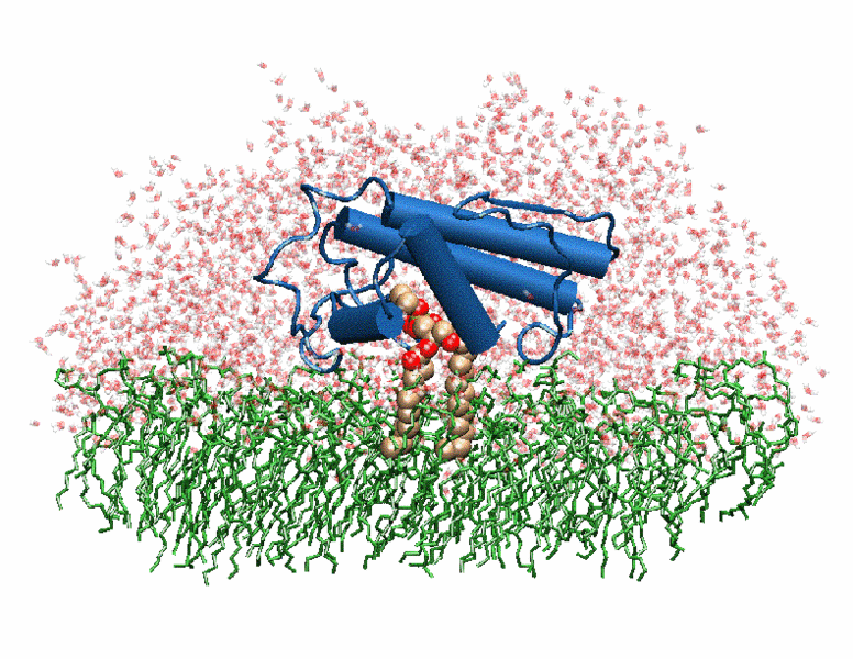 Image:Phospholipase A2.gif