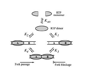 Differential Binding Affinity Model proposed by Kralicek et al. in 1997. Image from Duggin et al., 2004.