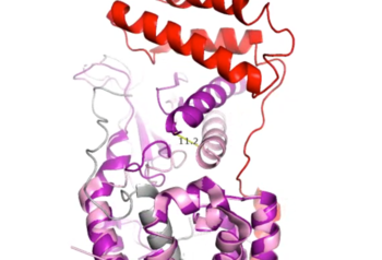 Figure 8. Active Site 12 Angstrom Shift of Receptor by RAMP Binding
