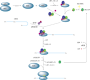 Simplified model of eukaryotic initiation by Webridge