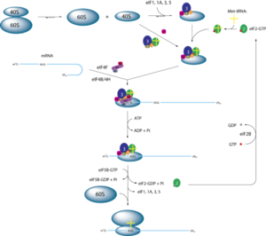 Simplified model of eukaryotic initiation by Webridge
