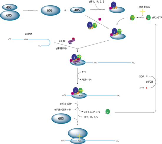 Simplified model of eukaryotic initiation by Webridge