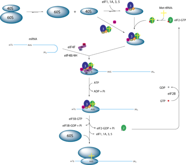 Simplified model of eukaryotic initiation by Webridge