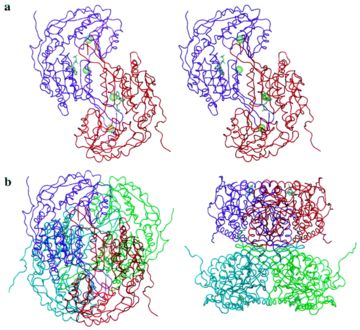 Figure 3 Section (a) is the dimer of RalDH2 with the green spheres representing the amino and carboy termini of the substrate access channel loop. Section (b) shows the same orientation as section (a) with both dimers present and then the two dimers spun 90 degrees on the X-axis