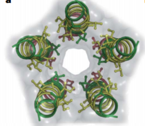 Fig. 2. Top view of GLIC M2 helices