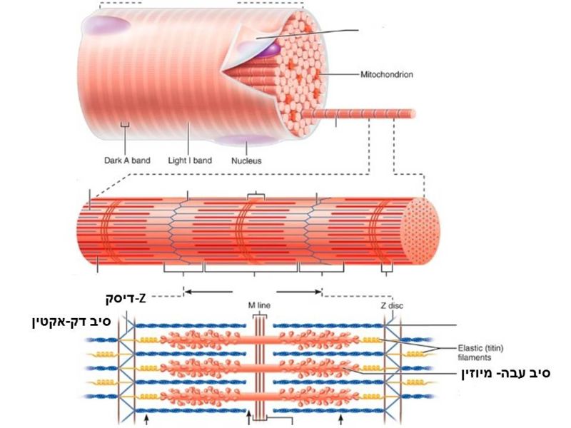 Image:Muscle structure.jpg