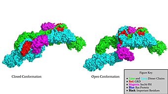 Surface Rendering of Neurofibromin in its Open and Closed Conformation