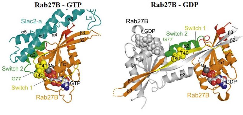Image:Rab27B slac2a image2.jpg