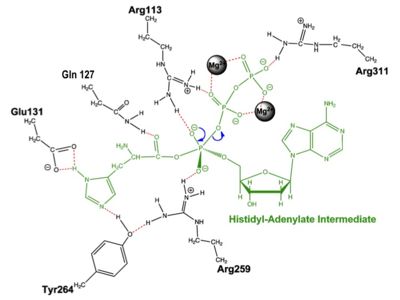 Aminoacylation reaction catalyzed by HisRS.