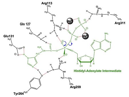 Aminoacylation reaction catalyzed by HisRS.