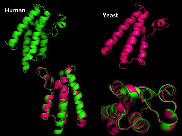 Structural Homology. Here is the HsGCN5(yellow) and yGCN5(blue) aligned HAT domains.