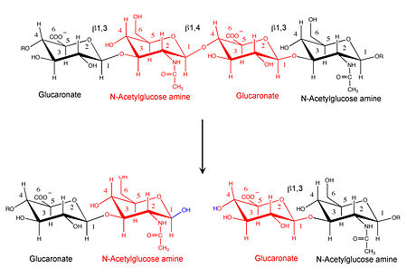 Hyaluronidase cleaves the β1,4-glycosidic bond of the glycosaminoglycan hyaluronan