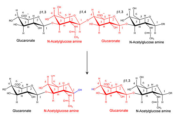 Hyaluronidase cleaves the β1,4-glycosidic bond of the glycosaminoglycan hyaluronan