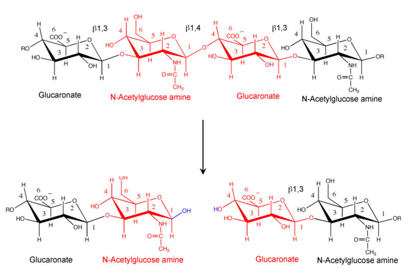 Image:Hyal reaction.jpg