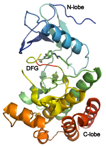 Sorafenib, anti VEGFR drug targeting the MAP Kinase pathway, marketed by Bayer for Renal and Liver Cancer. 