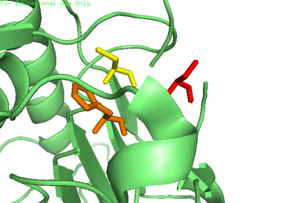 Caspase-6 w/o Zinc Bound