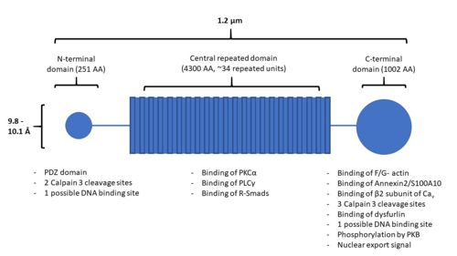 Figure 1. A structural representation of AHNAK, including sites of protein interaction. Modified from 