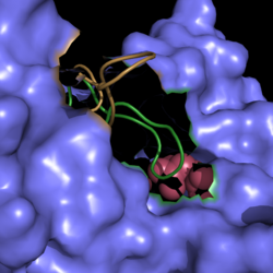 Figure 4. Active Site Loop Shift. Binding of the ligand to the enzyme results in a conformational shift that facilitates the breakdown of isocitrate. The active site loop without a ligand bound is shown in wheat while the active site loop with a ligand bound is shown in green. The ligands are shown in raspberry.