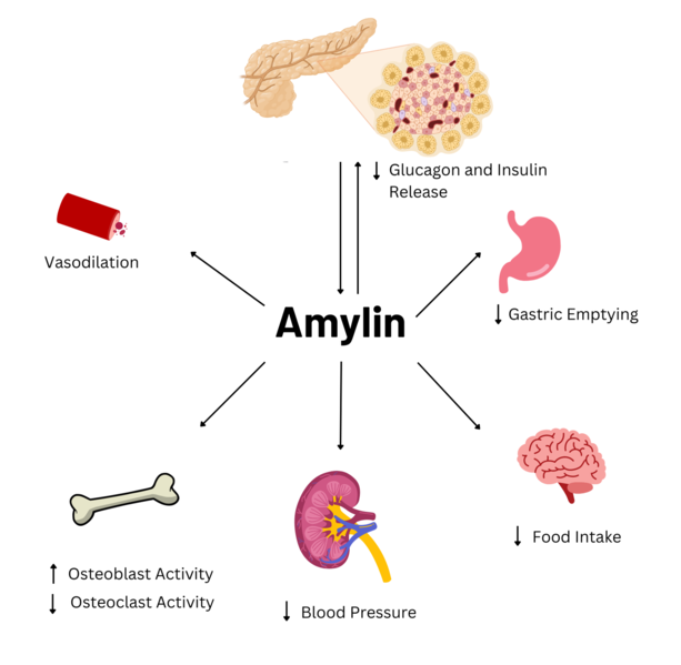 Image:AmylinFlowchart.png