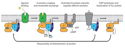 G protein cycle for the β2AR–Gs complex. Reprinted by permission from Macmillan Publishers Ltd on behalf of Cancer Research UK: Nature 477, 549–555, copyright 2011